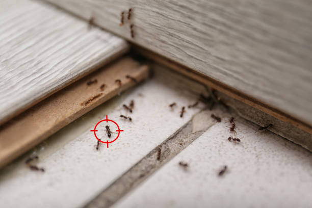 Reliable Stowell, TX Pest Control Solutions