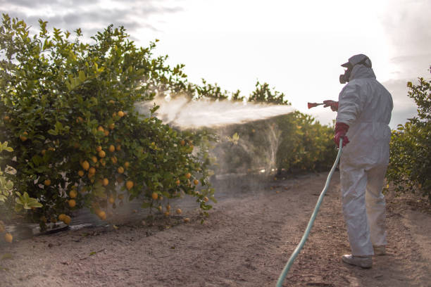 Best Bird Control  in Stowell, TX